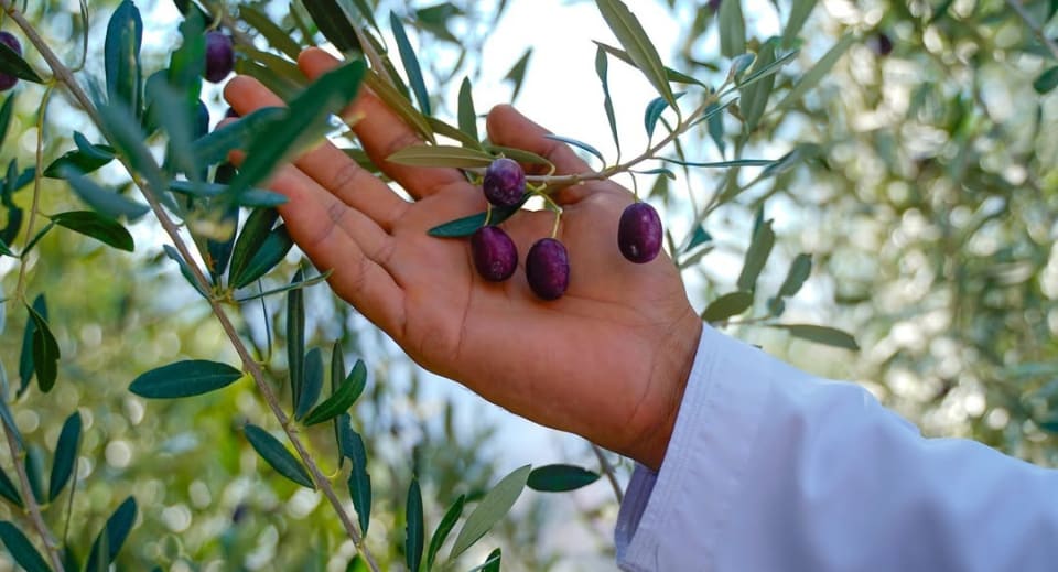 Harvesting olives in Jebel Akhdar or Oman's Green Mountains 