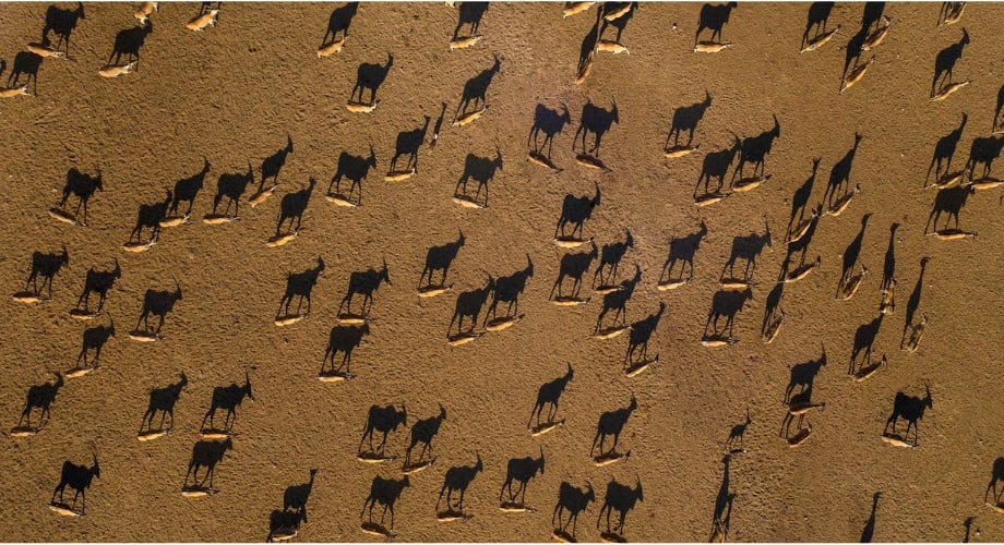 Arabian Wildlife Park at Sir Bani Yas 