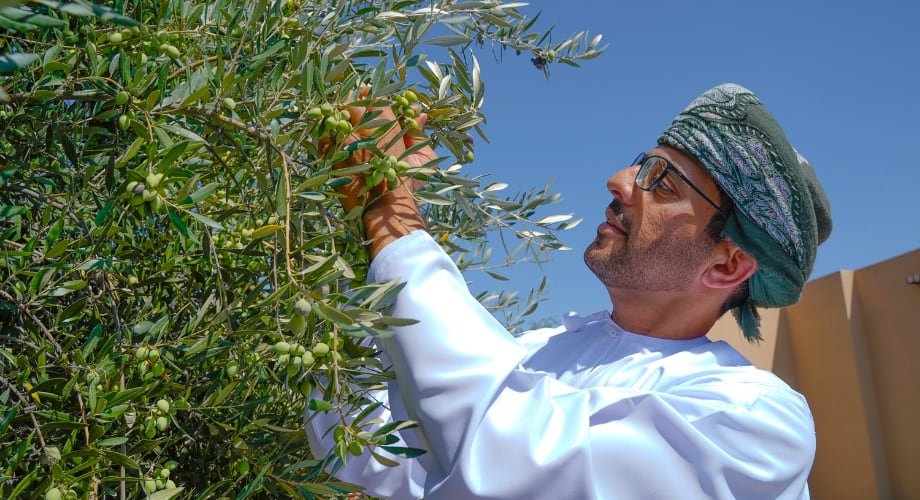 Dr Ali olive farming at Anantara Al Jabal Al Akhdar Resort