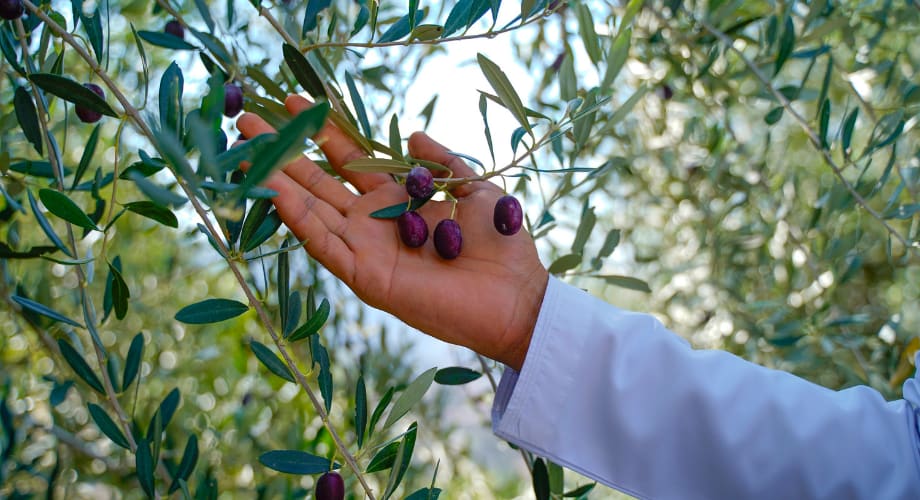 Local Coratina olives