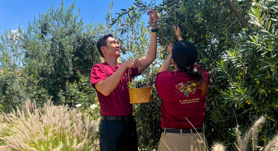 Al Jabal Al Akhdar - Future of olive tourism