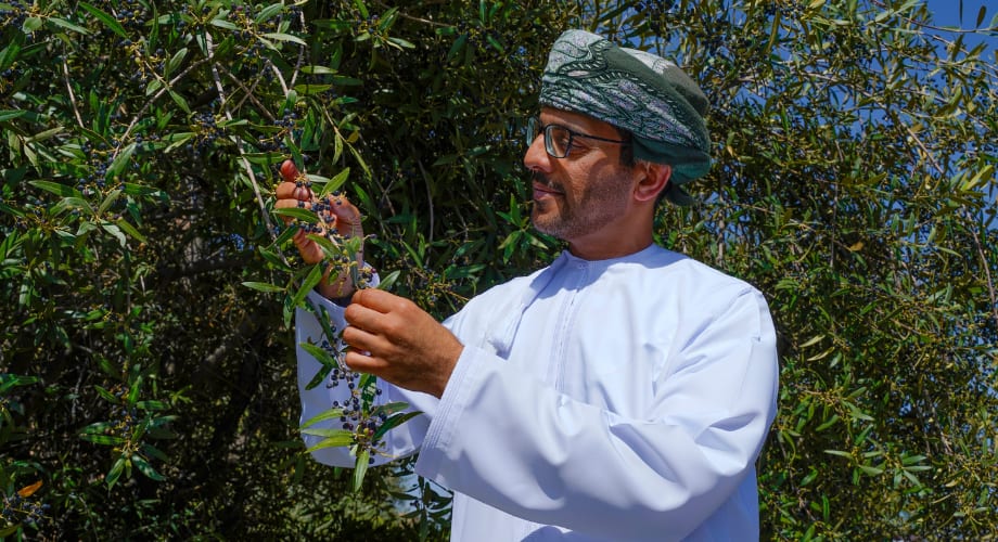 Olive harvest festival Anantara Al Jabal Al Akhdar