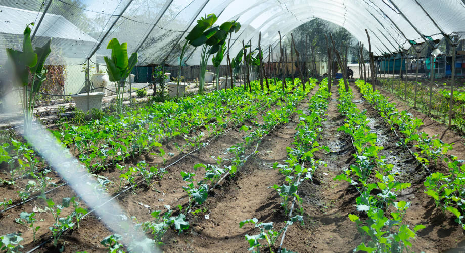 Greenhouse plantations of vegetables and bananas in Zambia 