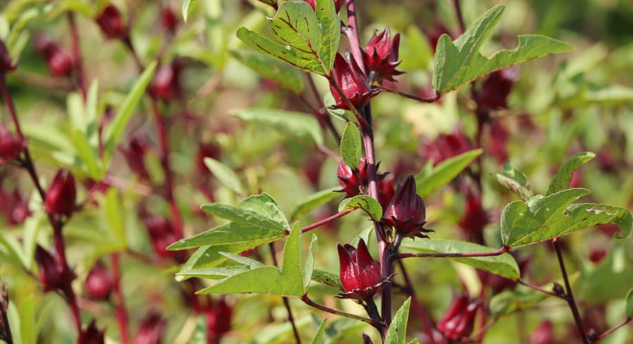 Mundambi, Green leafy rape, and Chibwabwa - Zambia's traditional crops