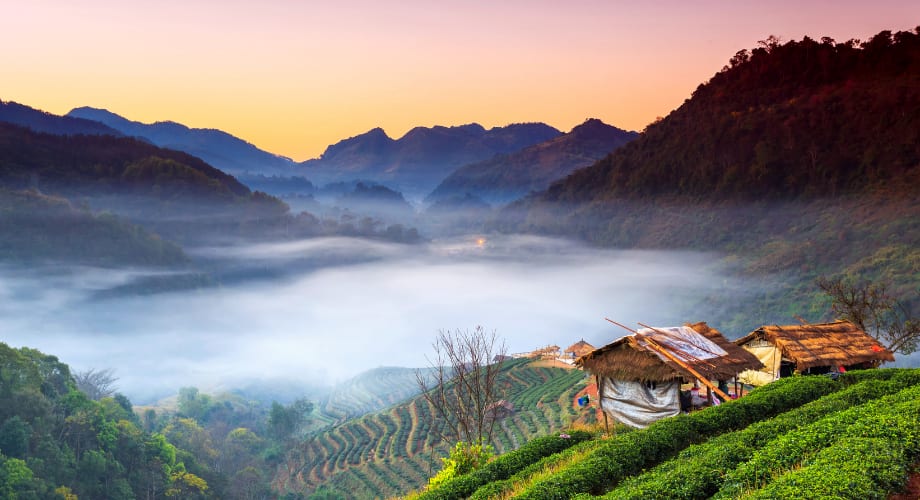 China - tea gardens and the Anantara Golden Triangle Elephant Camp & Resort