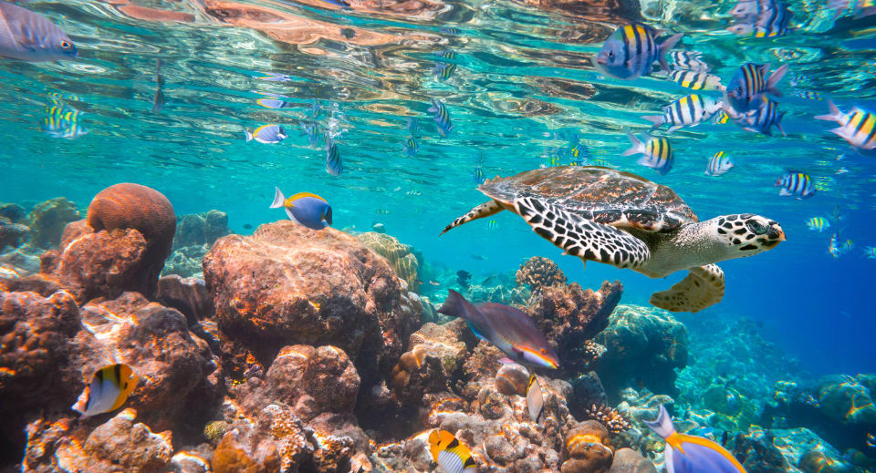 Indian Ocean marine life