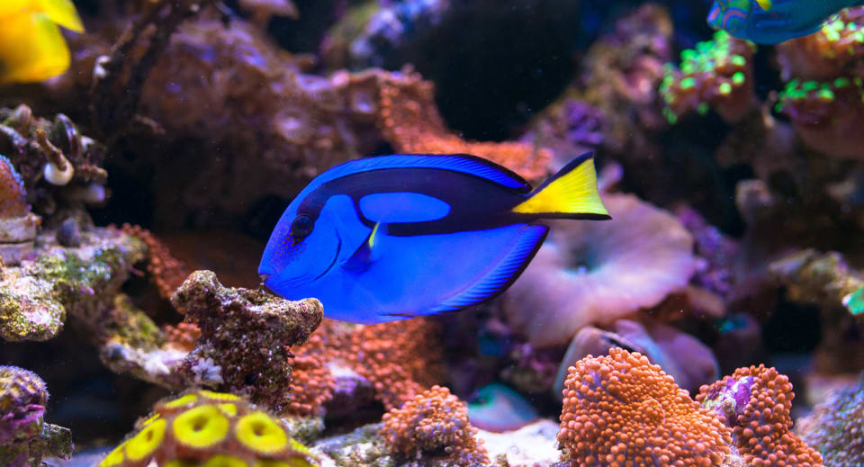 The Blue Tang (Paracanthurus hepatus) in the Indian Ocean
