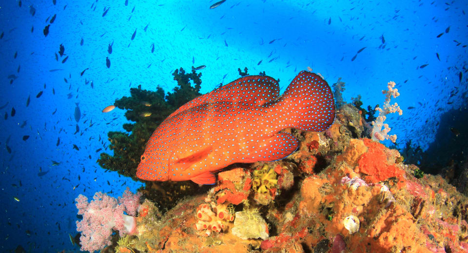 The Coral Grouper (Cephalopholis miniata) in the Indian Ocean