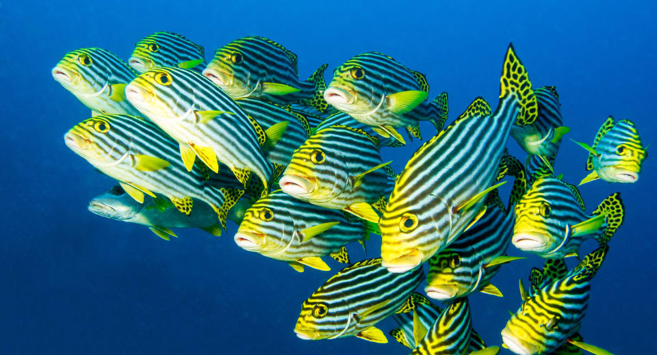 The Indian Ocean Oriental Sweetlips (Plectorhinchus vittatus) 