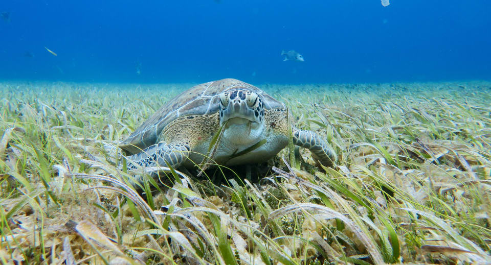 The Green Sea Turtle (Chelonia mydas) in the Indian Ocean