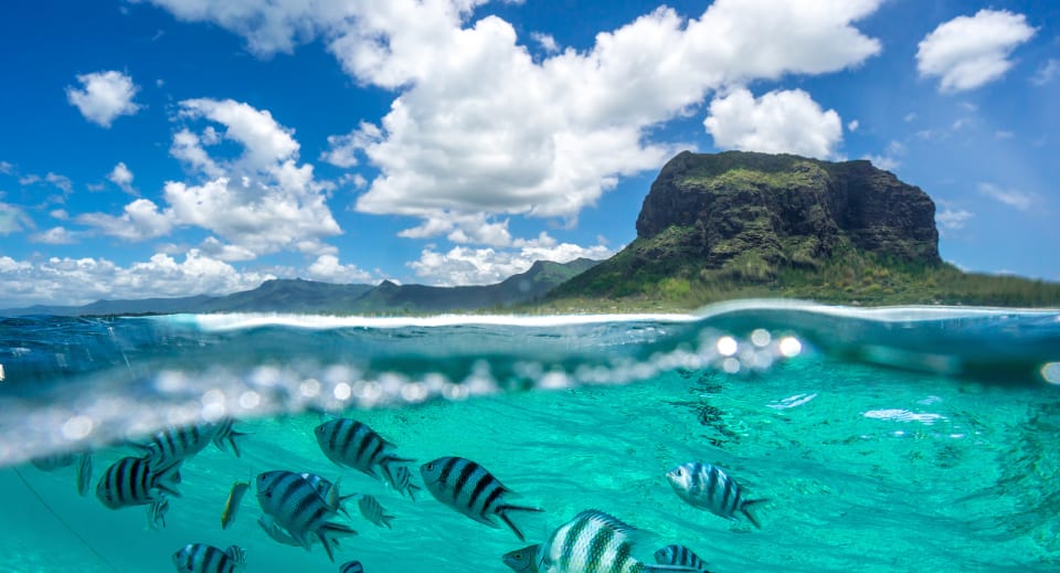 The vibrant palette of the Indian Ocean