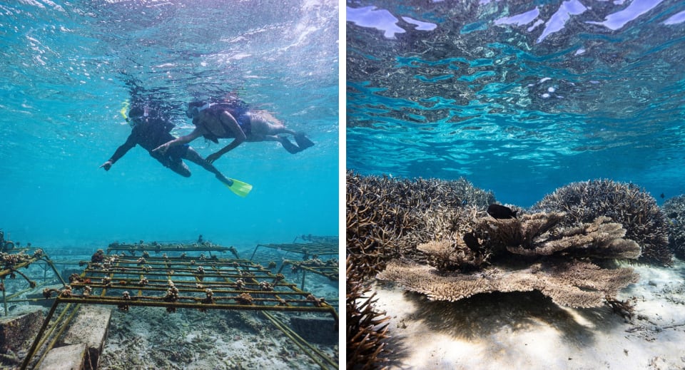 Conservation efforts in the Indian Ocean