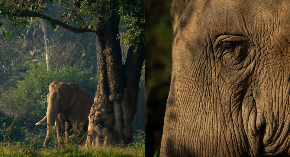 Anantara Golden Triangle Elephant Camp & Resort provides refuge for 20 rescued elephants and is renowned for its commitment to sustainable tourism 