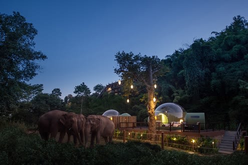 Jungle Bubble: The Elephant Outside the Room at Anantara Golden Triangle Elephant Camp & Resort