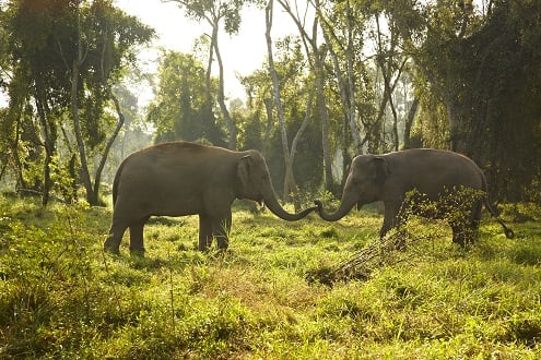 The Elephant in the Zoom: How to Make a Trunk Video Call and Support Elephant Welfare