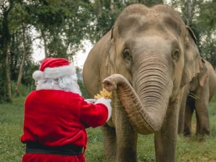 Anantara Golden Triangle - The Ultimate Holiday Gift Starring 3 Ton Beauties and Santa Claus