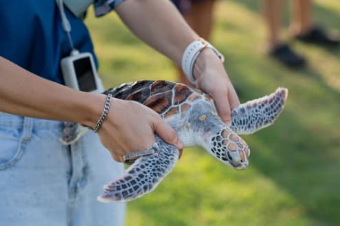 Anantara Resorts in Phuket Give Nature a Helping Hand with Their Annual Baby Turtle and Shark Release