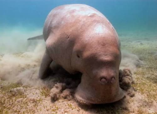 Anantara Si Kao Offers Guests an Untouched Paradise and a Chance to Save Endangered Dugongs