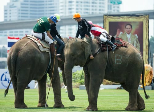 Anantara’s King's Cup Elephant Polo Scoops Award for Sports CSR Initiative of the Year in the Asia 2016 SPIA Awards
