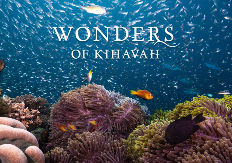 Baa Atoll Reef Maldives - Anantara Kihavah