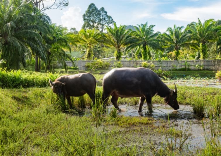 Water buffalo care
