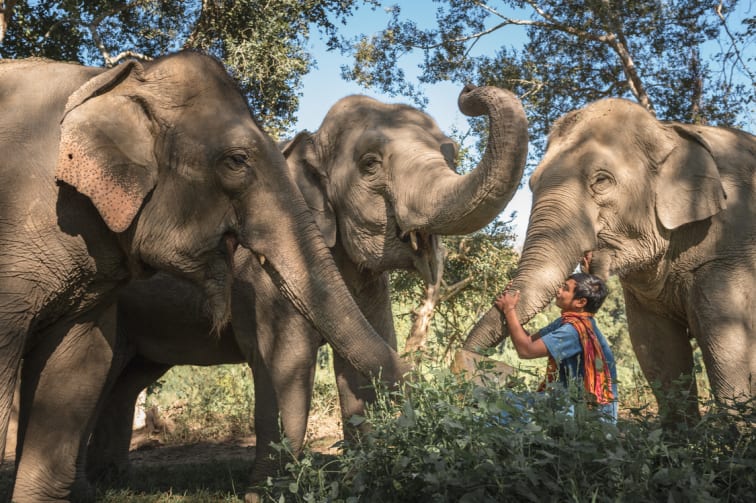 Golden Triangle Asian Elephant Foundation continues to make remarkable strides in both elephant conservation and community development
