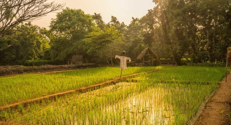 Rice fields in Sri Lanka at Anantara Peace Haven Tangalle Resort