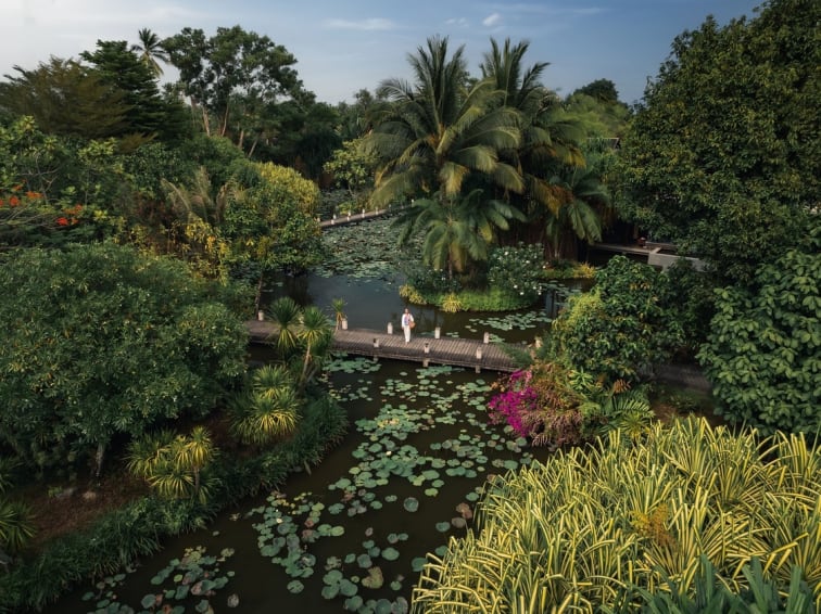 Lotus ponds in Anantara Bophut