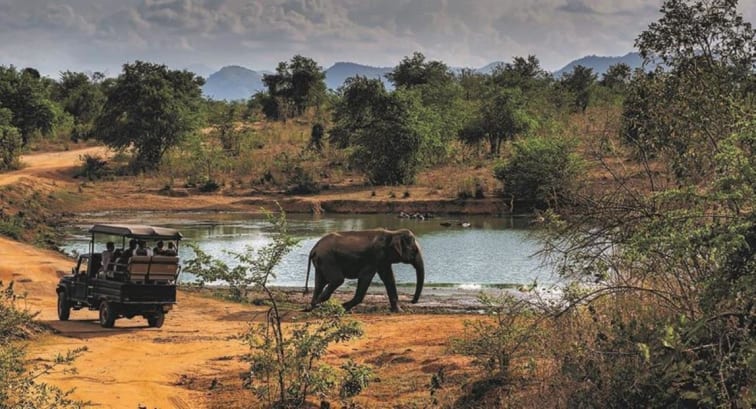 Zambian Safari