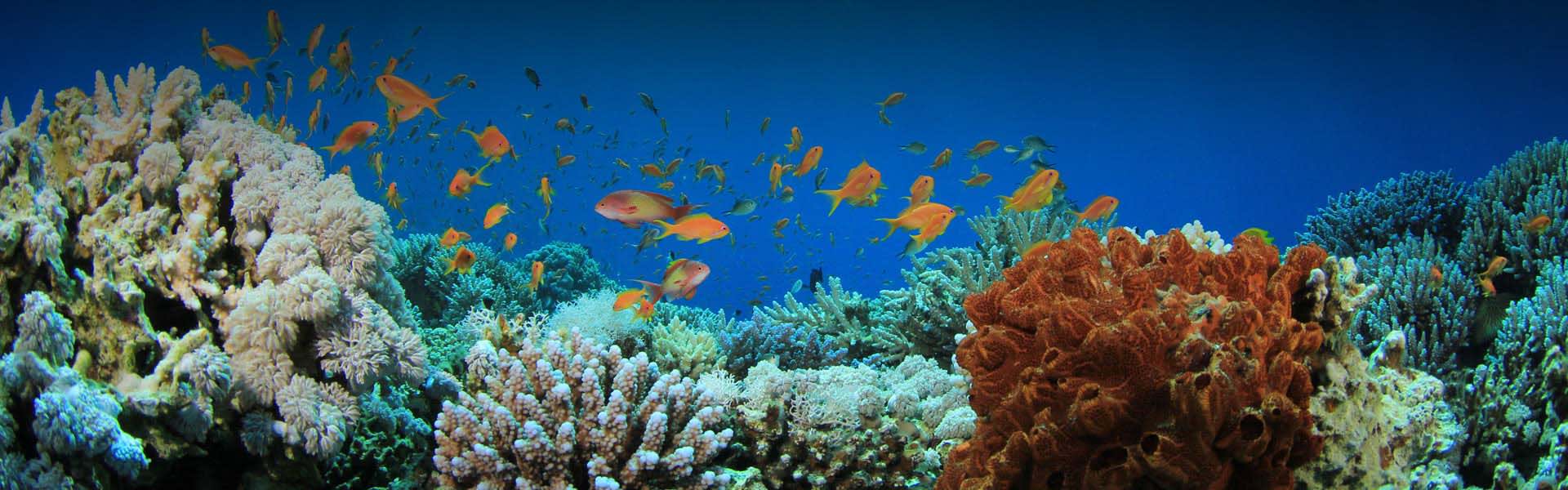 马尔代夫珊瑚认领计划 马尔代夫笛古岛安纳塔拉