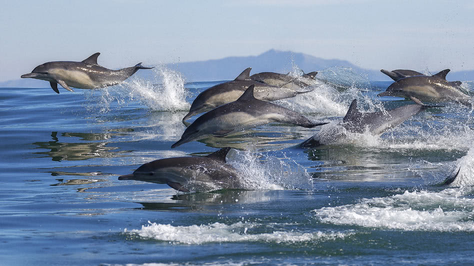 Dolphin Watching Tours While on Boat Rides in Oman