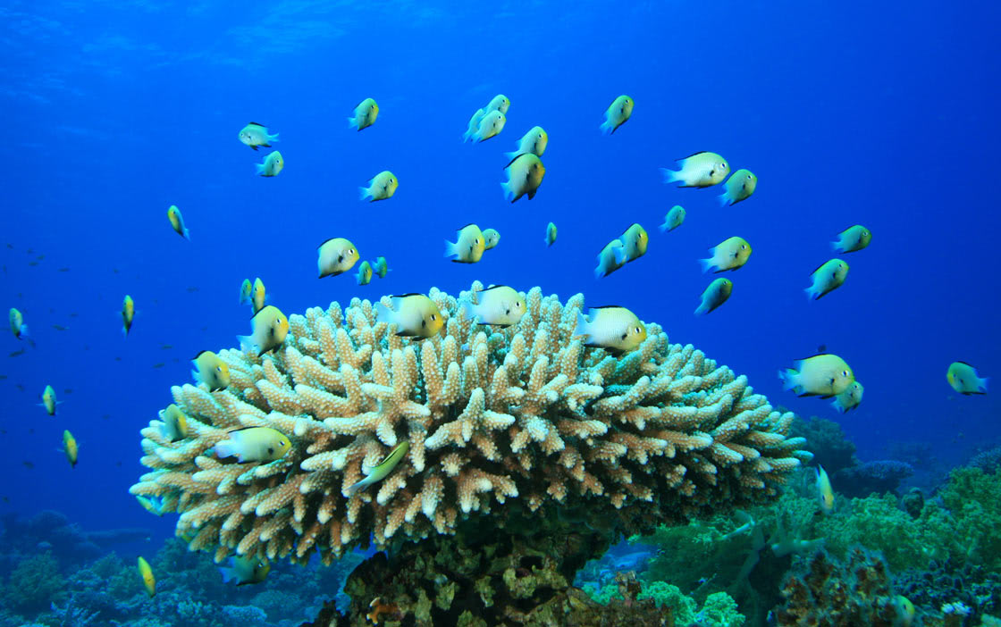 Anantara Dhigu Family Resort Coral Adoption