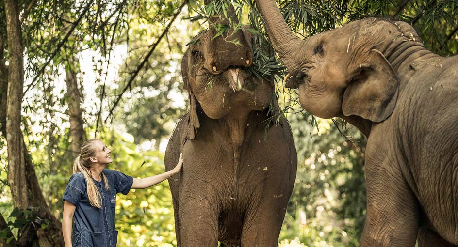 Chiang Rai Elephant Tour | Elephant Experience at Anantara