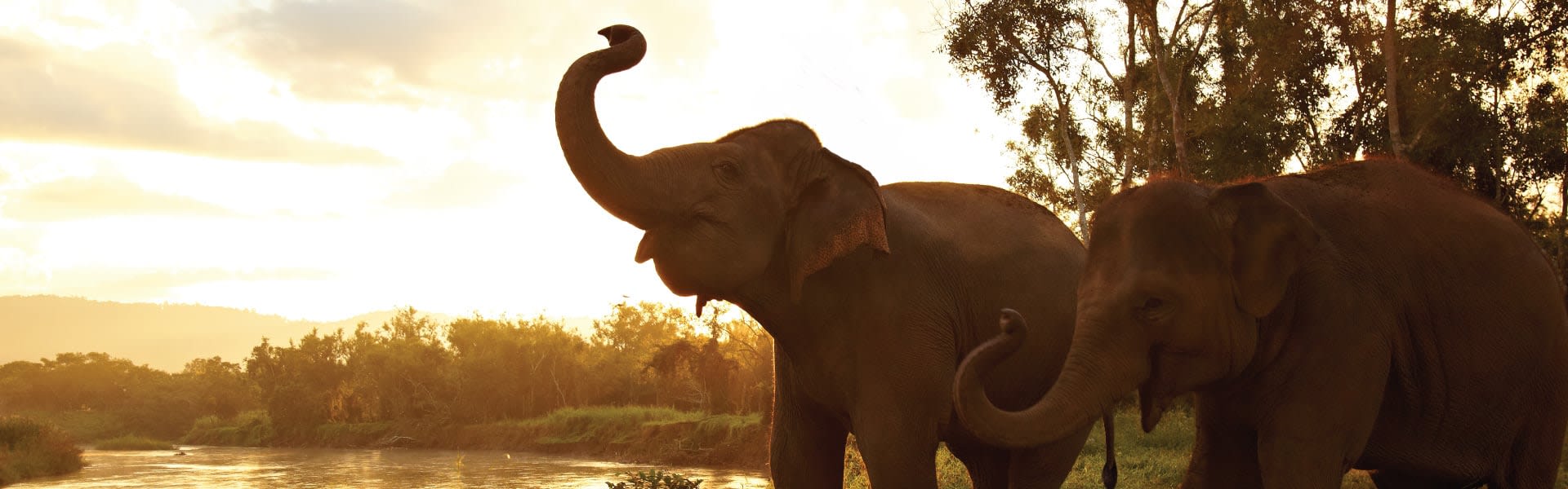 Chiang Rai Elephant Tour Elephant Experience At Anantara - 