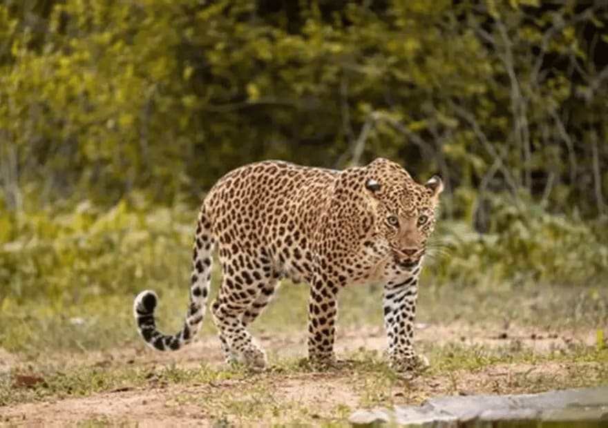 Anantara Jaipur Experiences Jhalana Safari