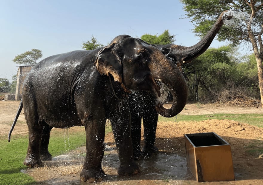 Anantara Jaipur Experiences Breakfast with elephant