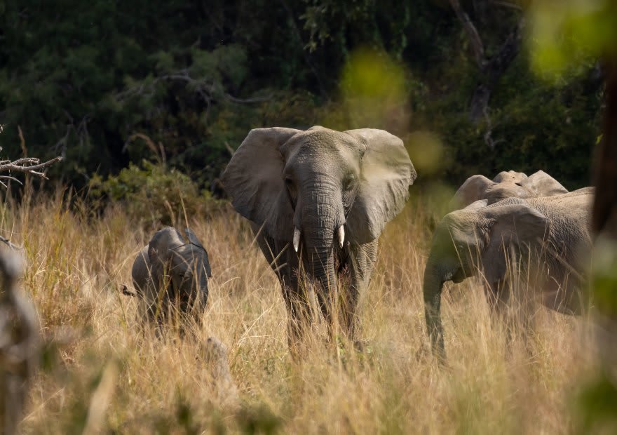 Anantara Kafue River Tented Camp