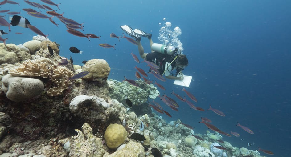 马尔代夫珊瑚礁 安纳塔拉珊瑚认领计划