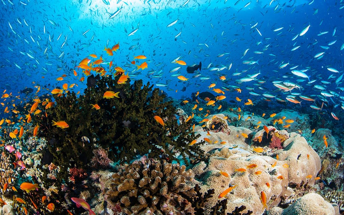 Anantara Kihavah Coral Reef and Marine Life
