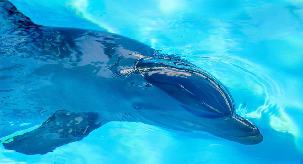 モルディブの豪華ホリデー アナンタラ キハバーでのアクティビティ