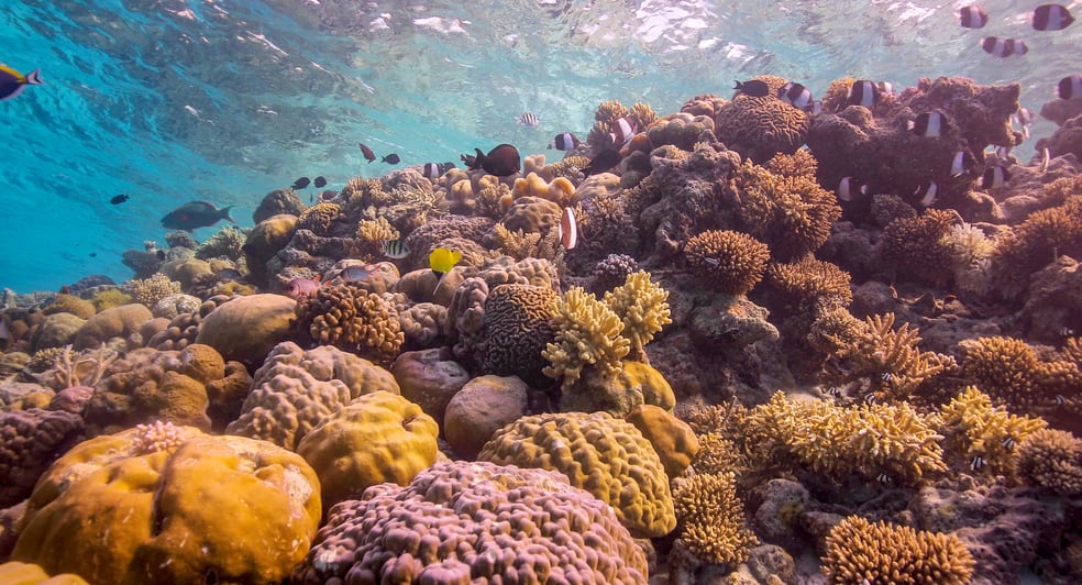 Baa Atoll Coral Reefs - Maldives