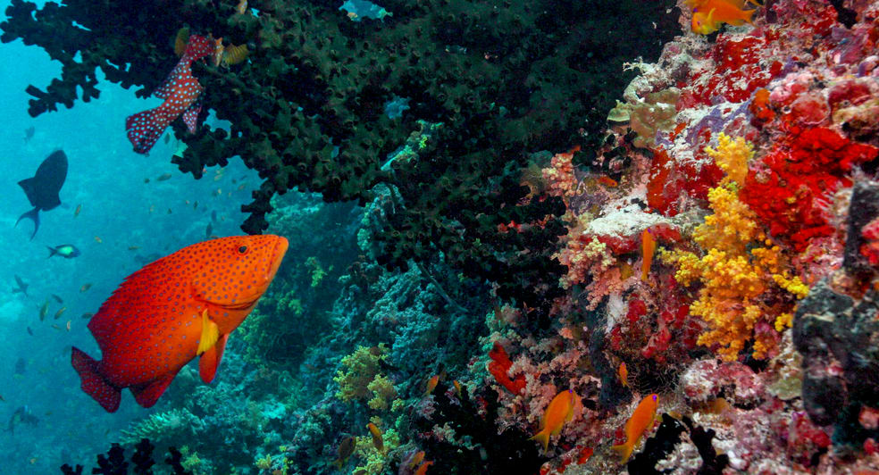 Baa Atoll Coral Reefs -  Maldives