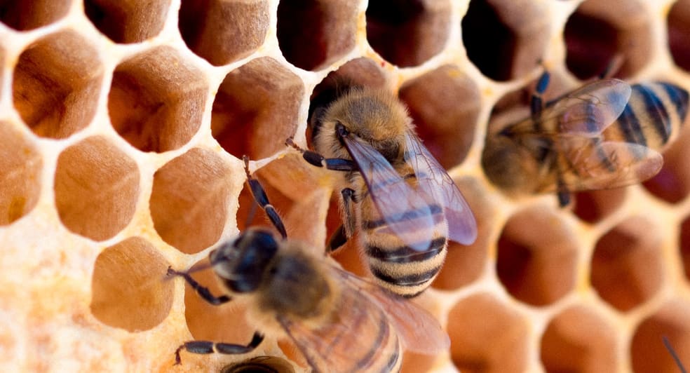 Bee Conservation