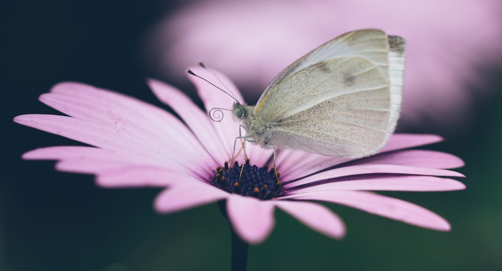 Butterfly Garden