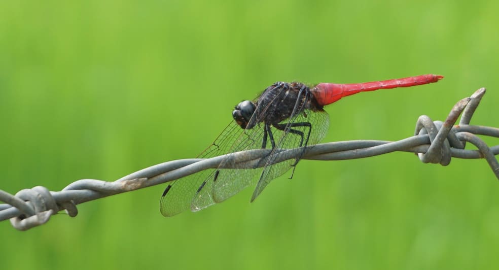 Dreagonfly Garden