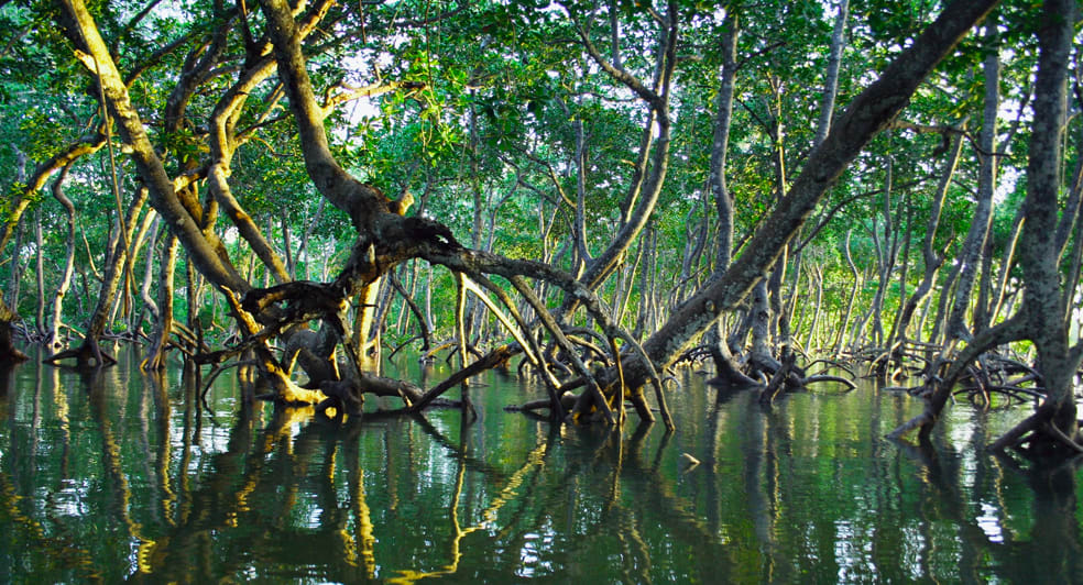 Mangrove and forest restoration