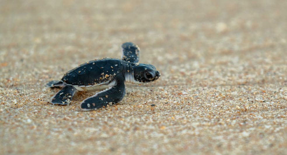 Turtle Conservation