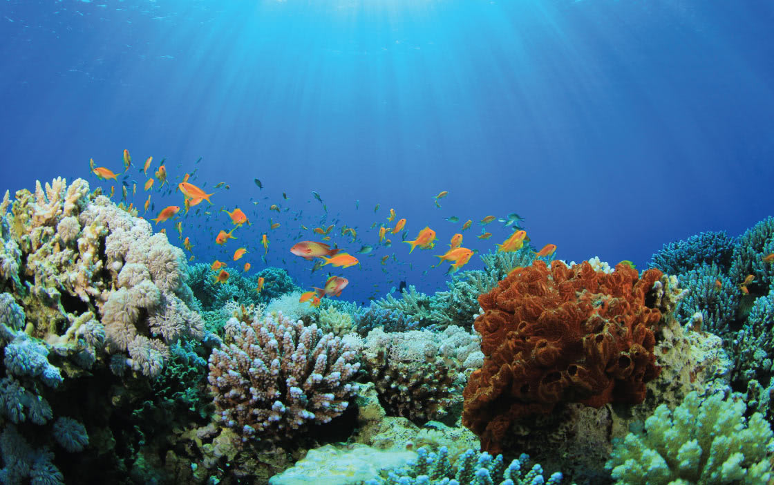  Anantara Veli Adult Resort Coral Adoption