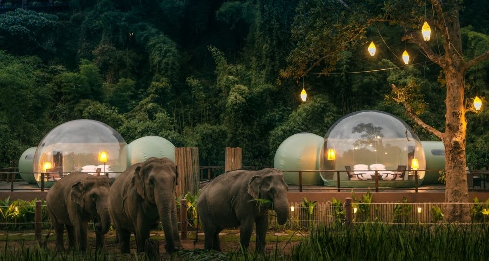 Jungle Bubble in Anantara Golden Triangle Resort