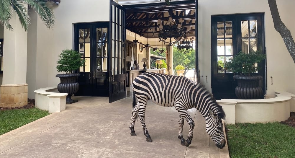 Zebras at Royal Livingstone Hotel